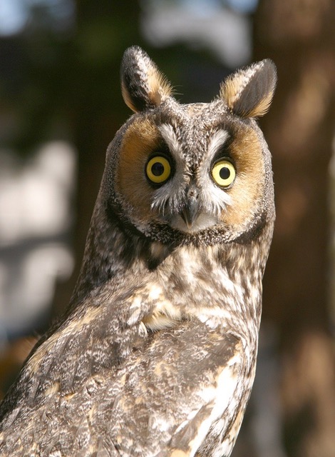 404 Owl