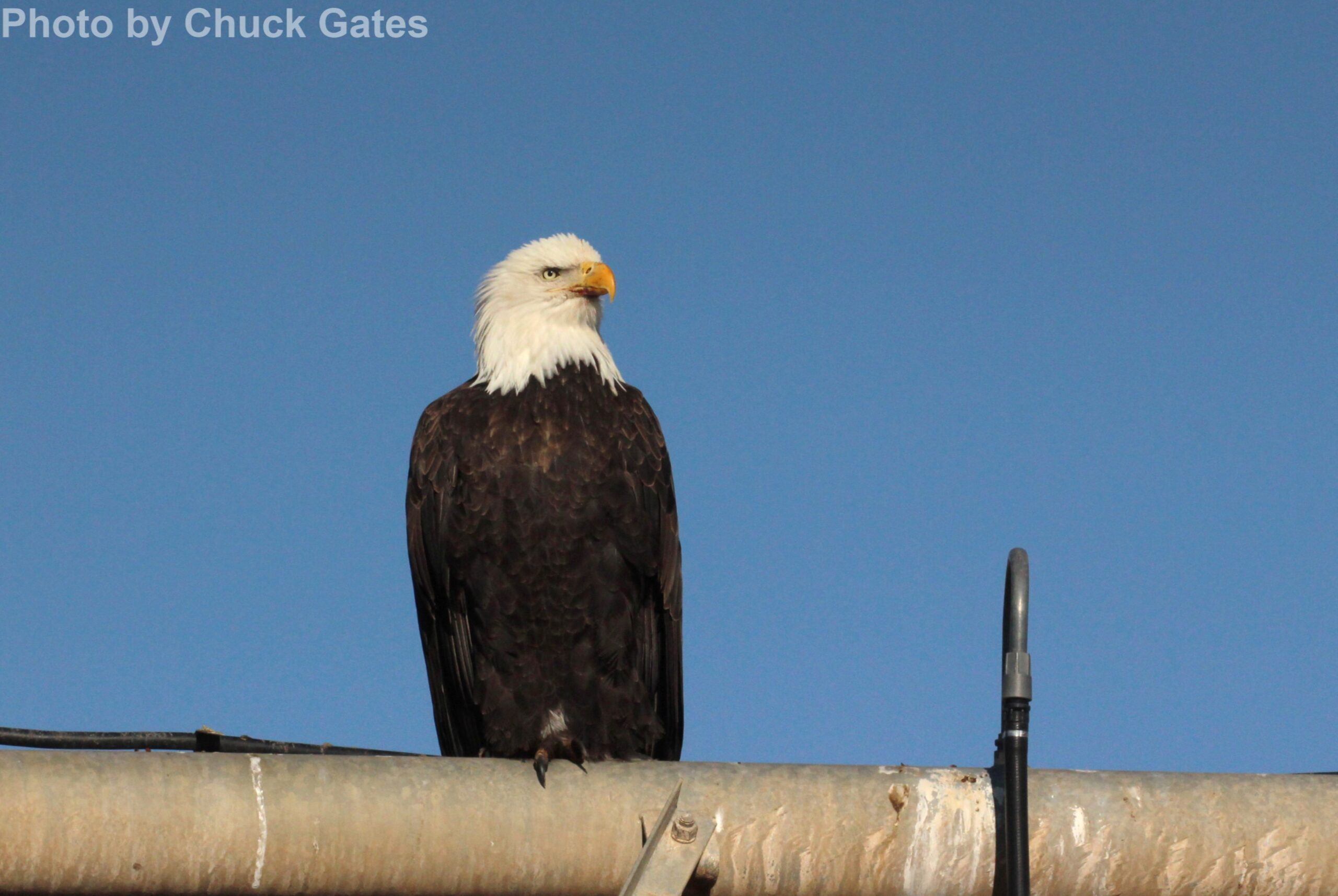 Bald Eagle