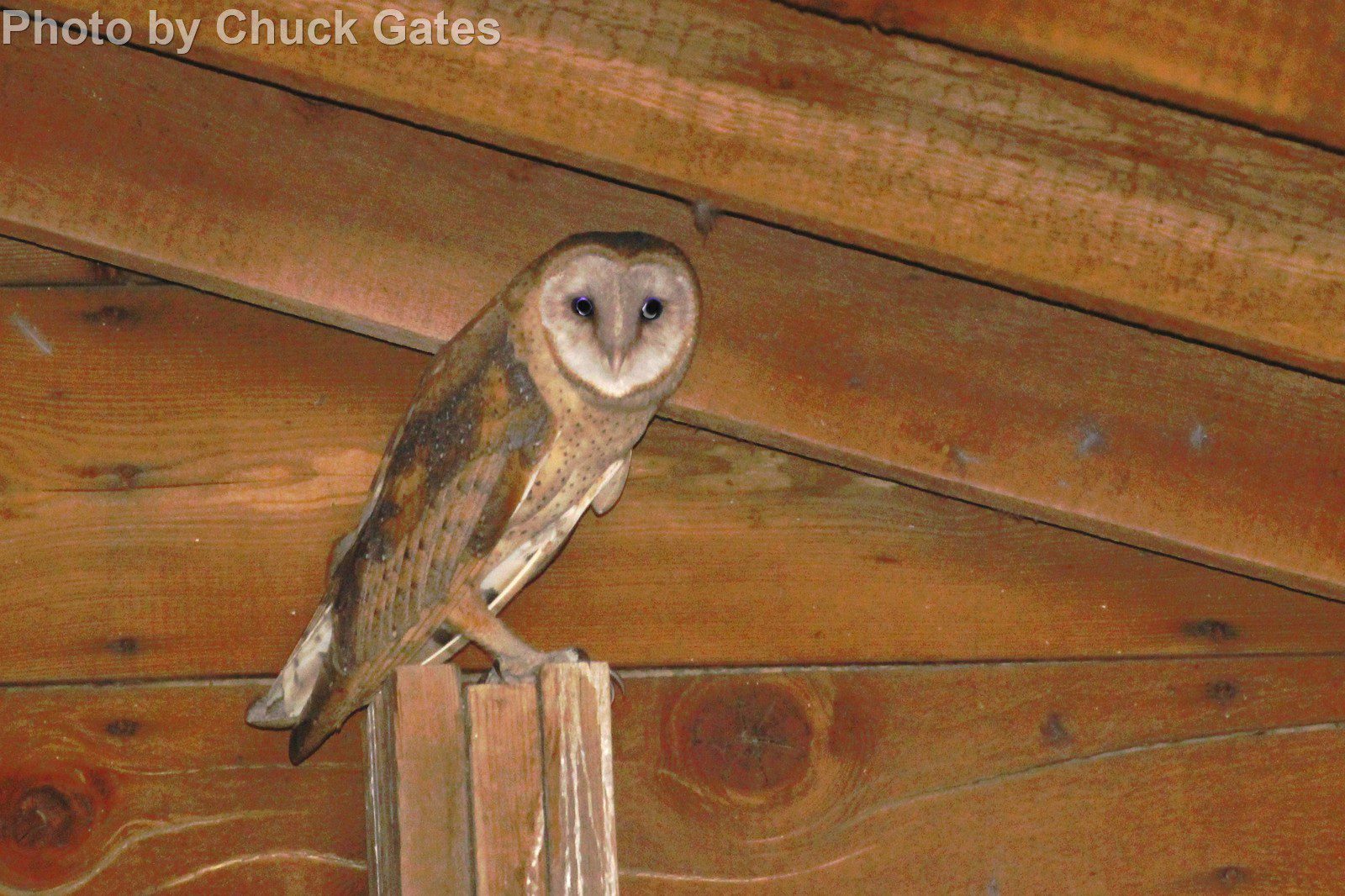 Barn Owl