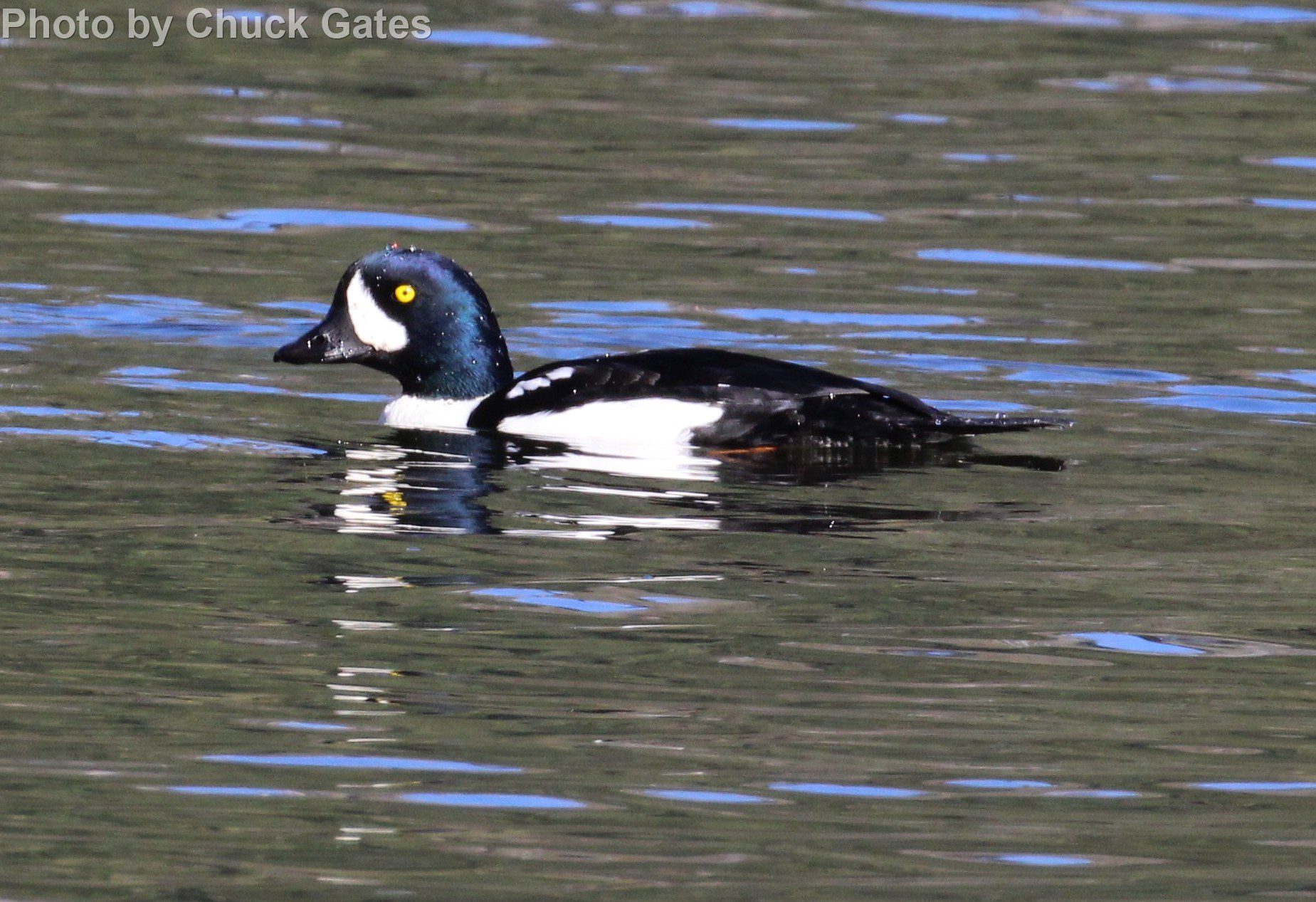 Common Goldeneye  Audubon Field Guide