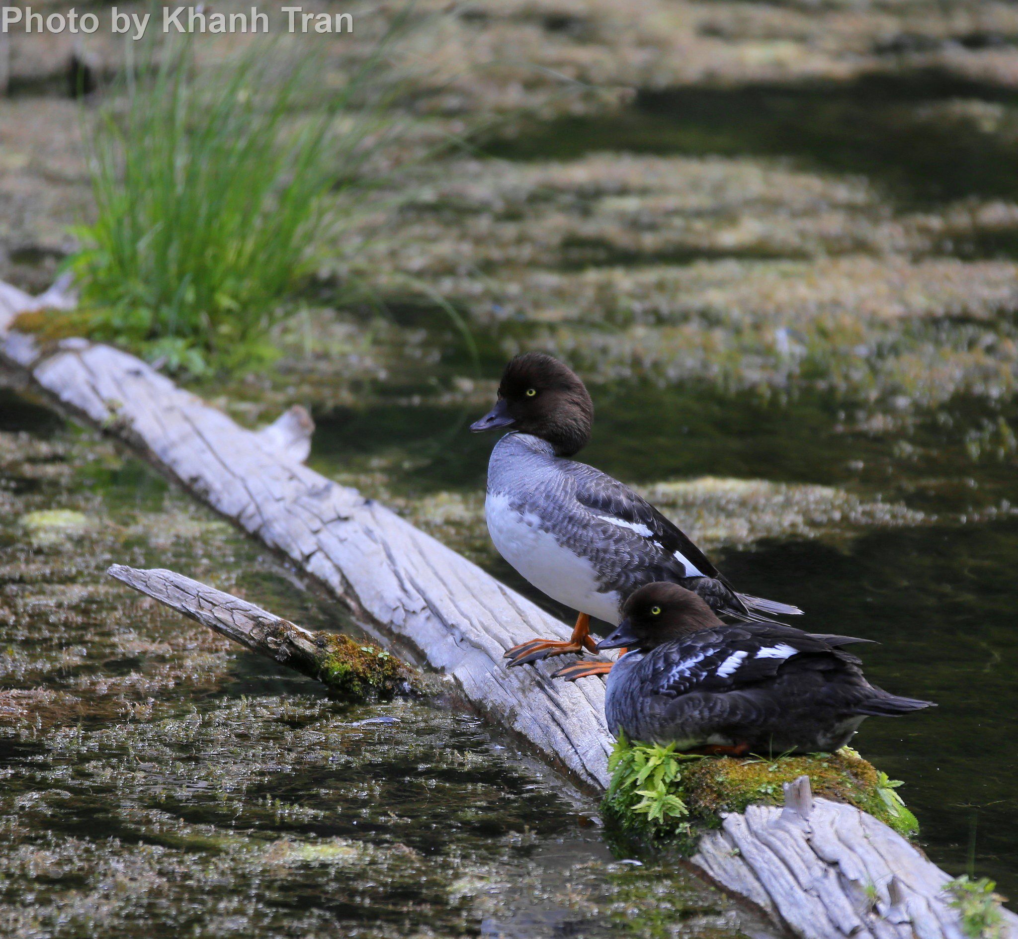 Common Goldeneye  Audubon Field Guide