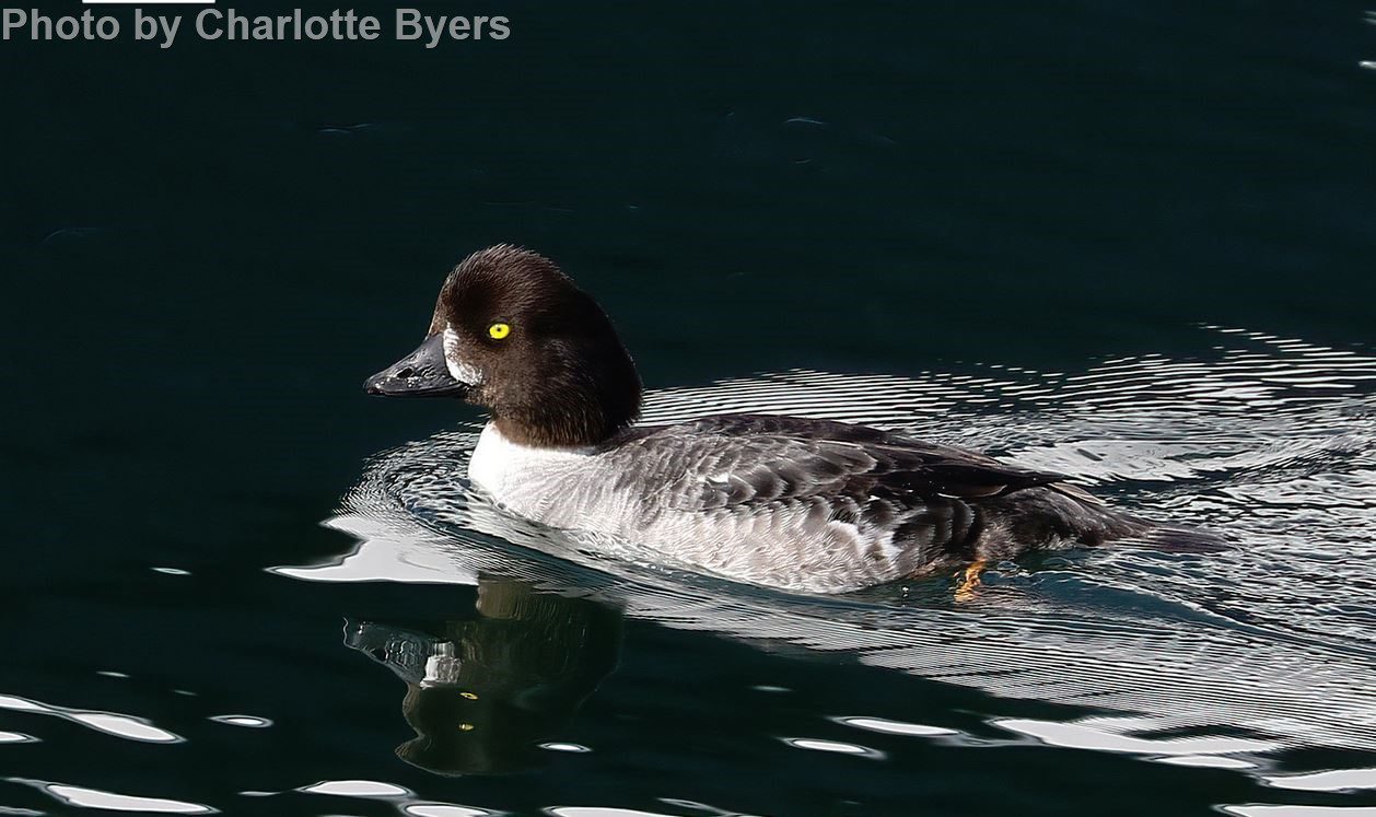 Common Goldeneye — Eastside Audubon Society