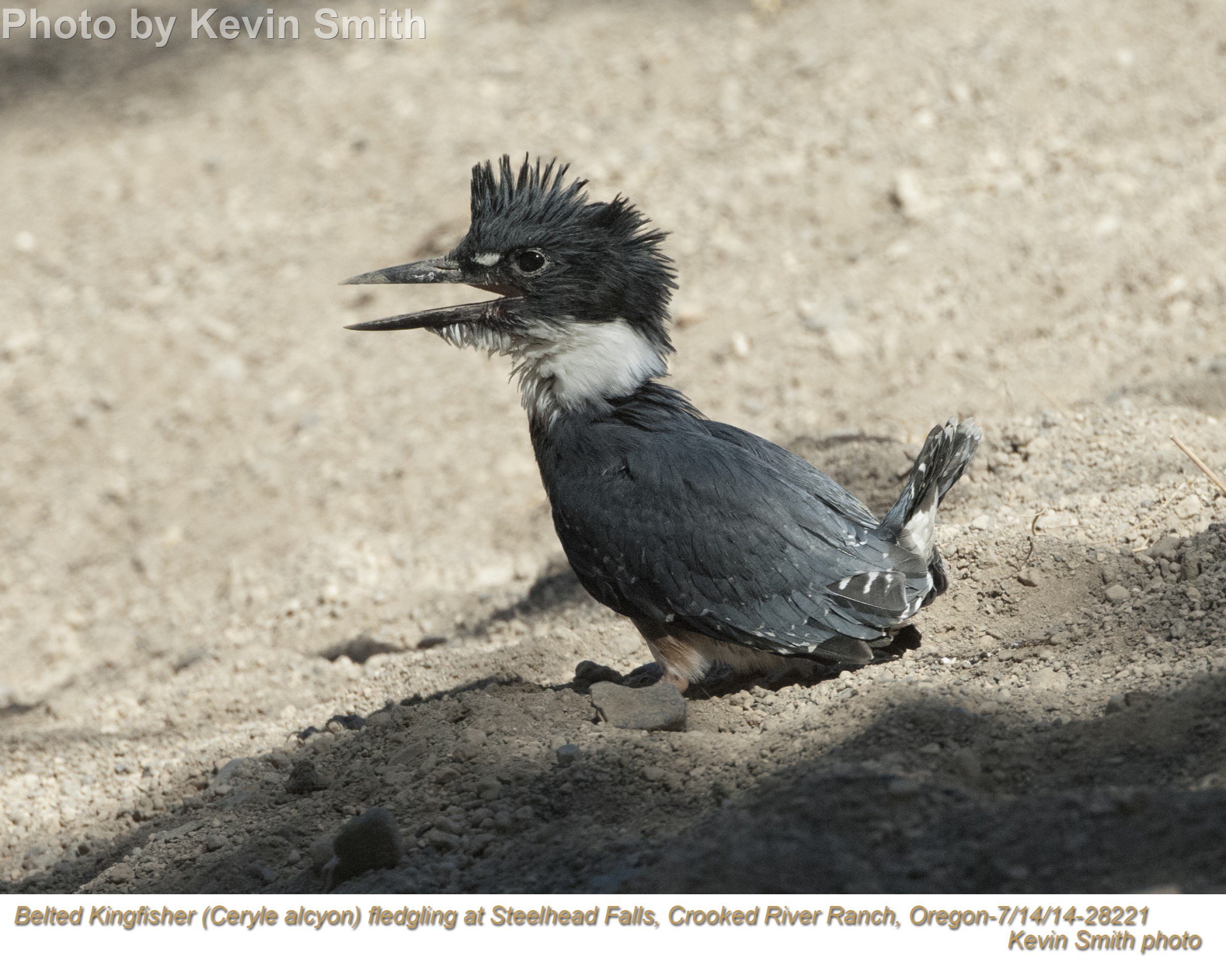 Belted kingfisher's rattling call is another harbinger of fall - Spotlight  News Magazine