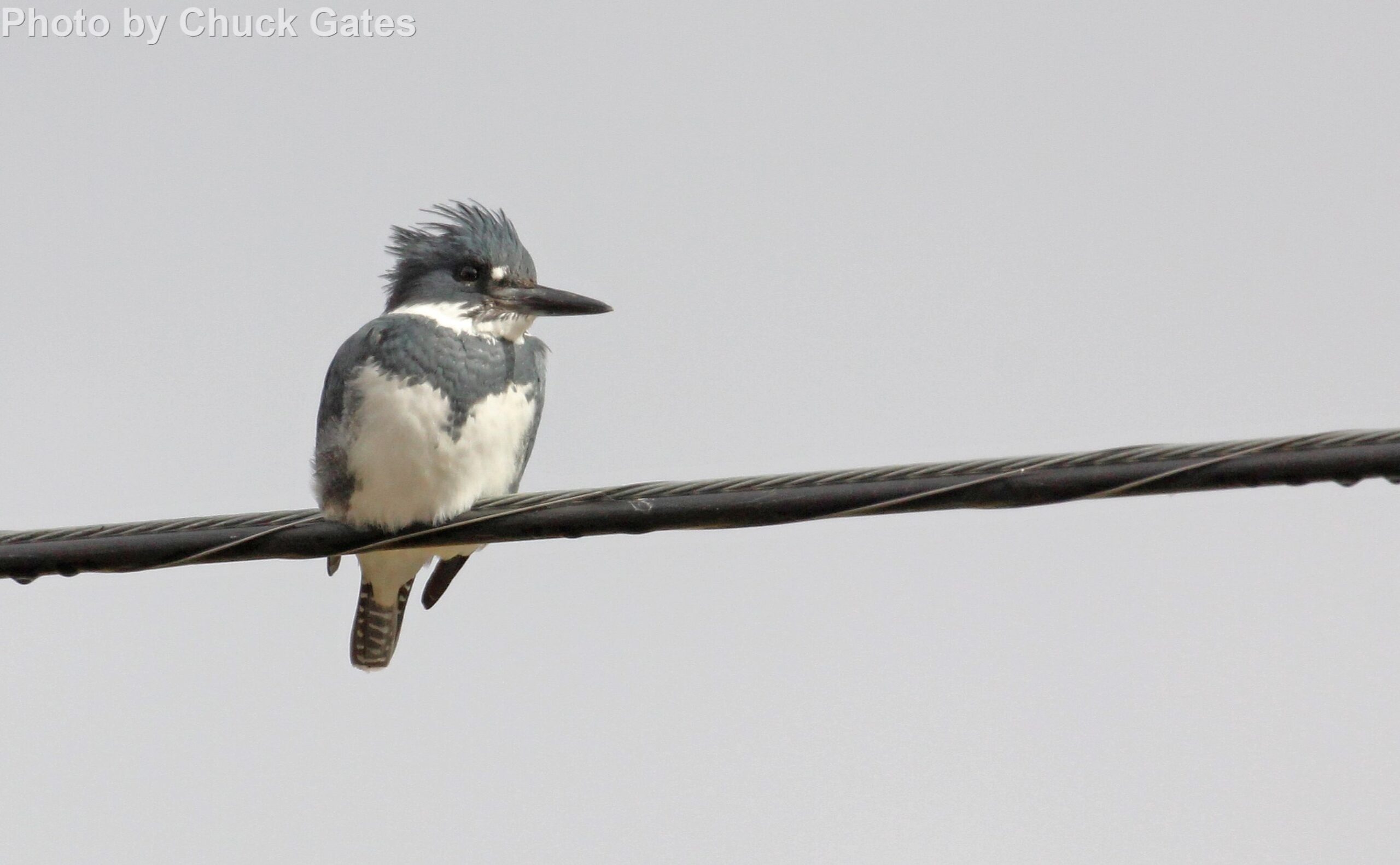 Belted Kingfisher