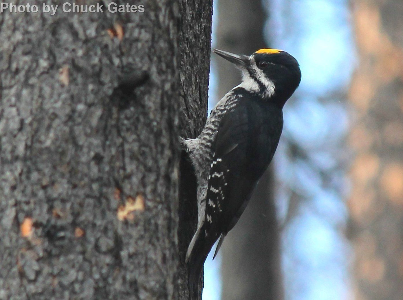 Black-backed Woodpecker