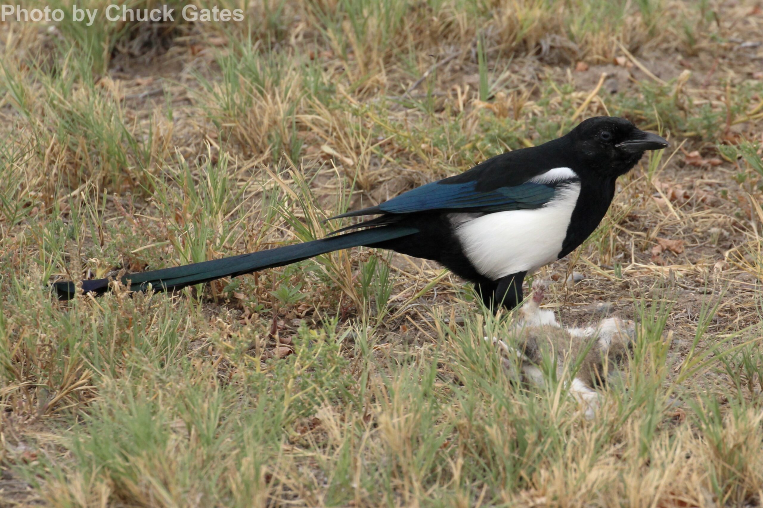 Black-billed Magpie