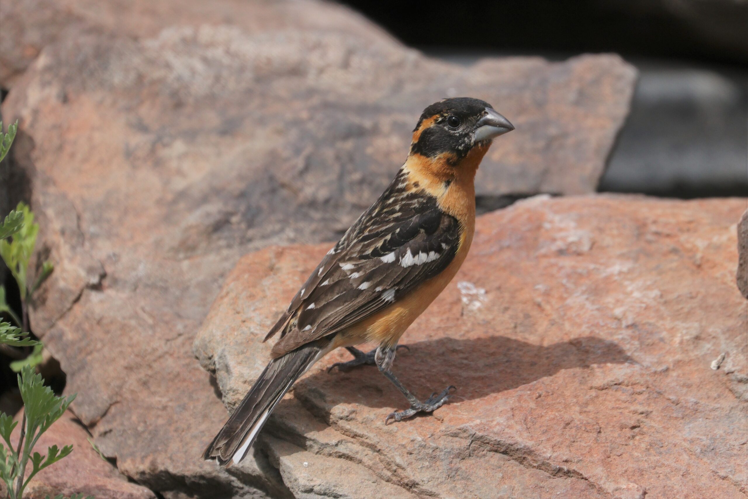 Black-headed Grosbeak