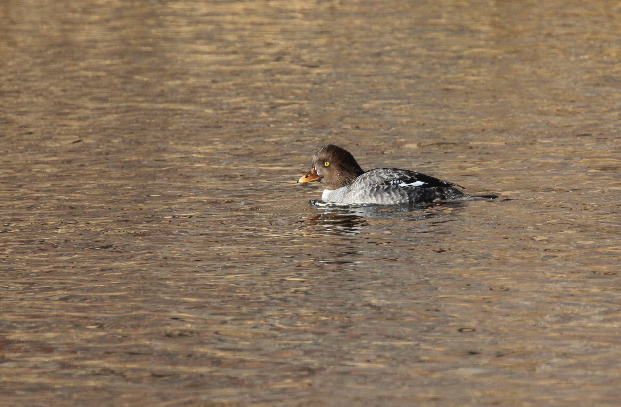 Common Goldeneye — Eastside Audubon Society