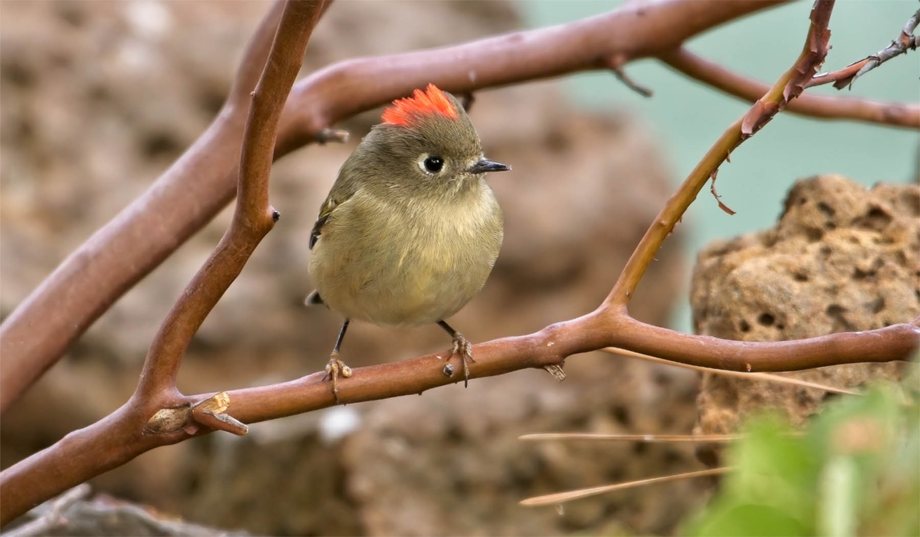 Ruby-crowned Kinglet