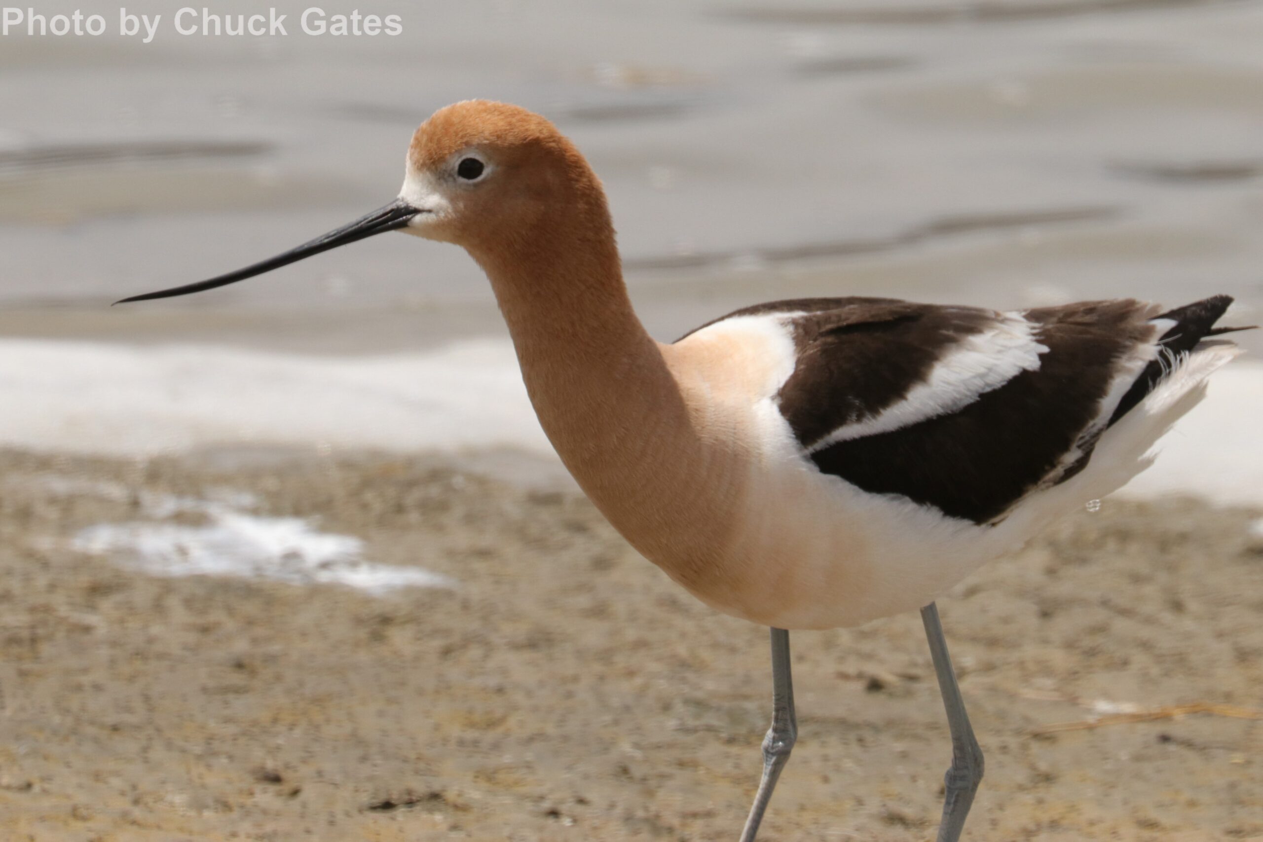 American Avocet