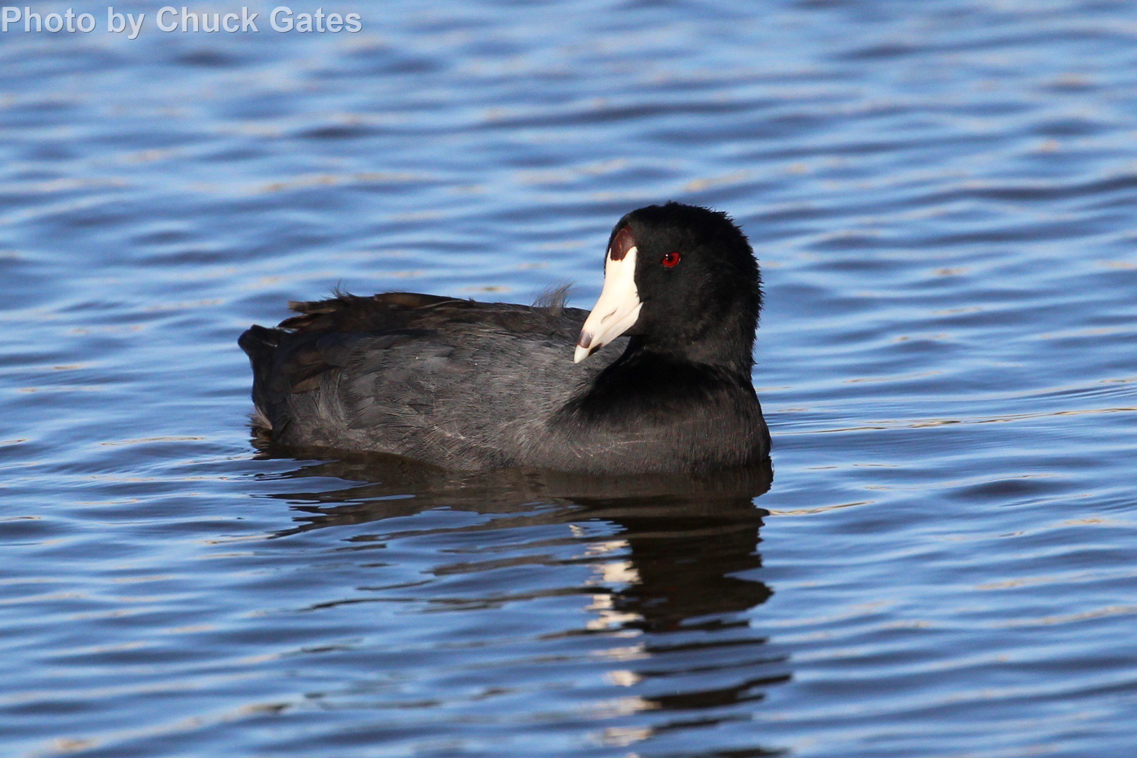 American Coot