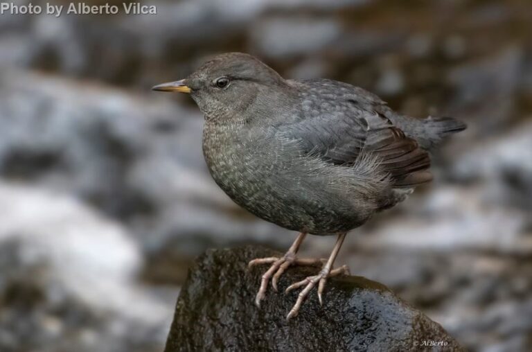 American Dipper