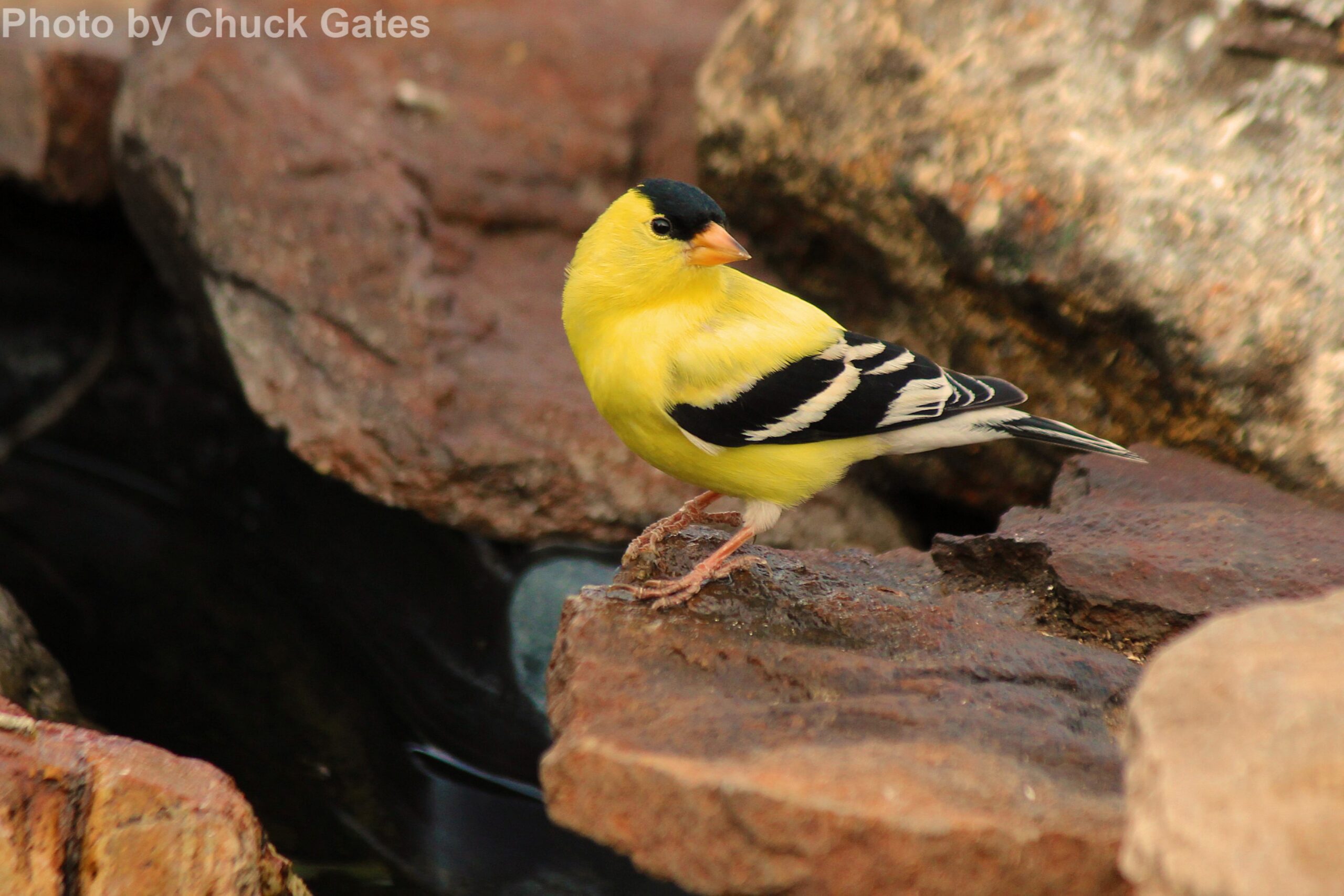 American Goldfinch