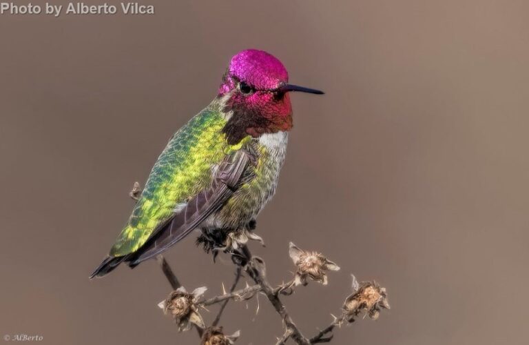 Anna’s Hummingbird