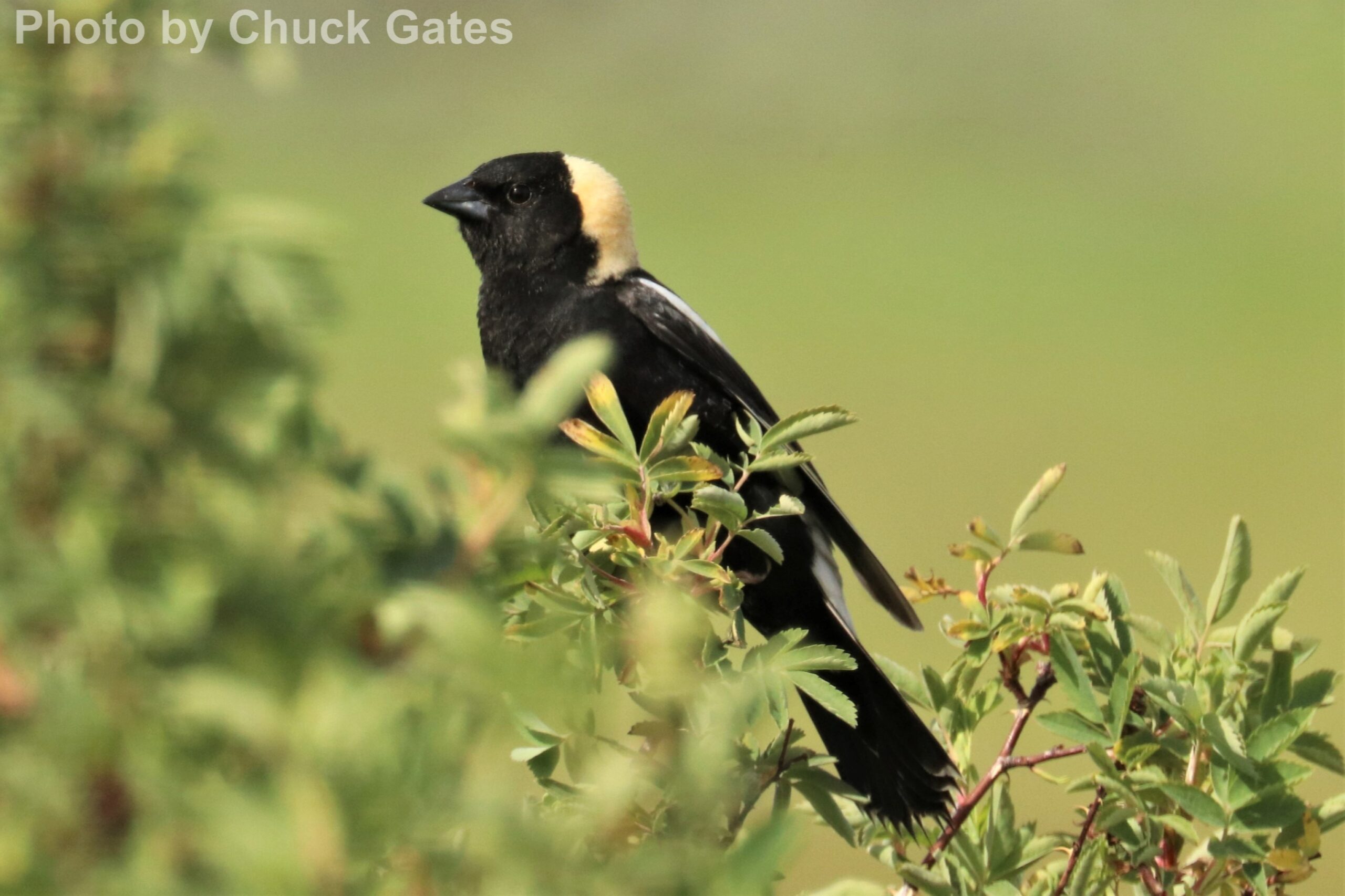 Bobolink