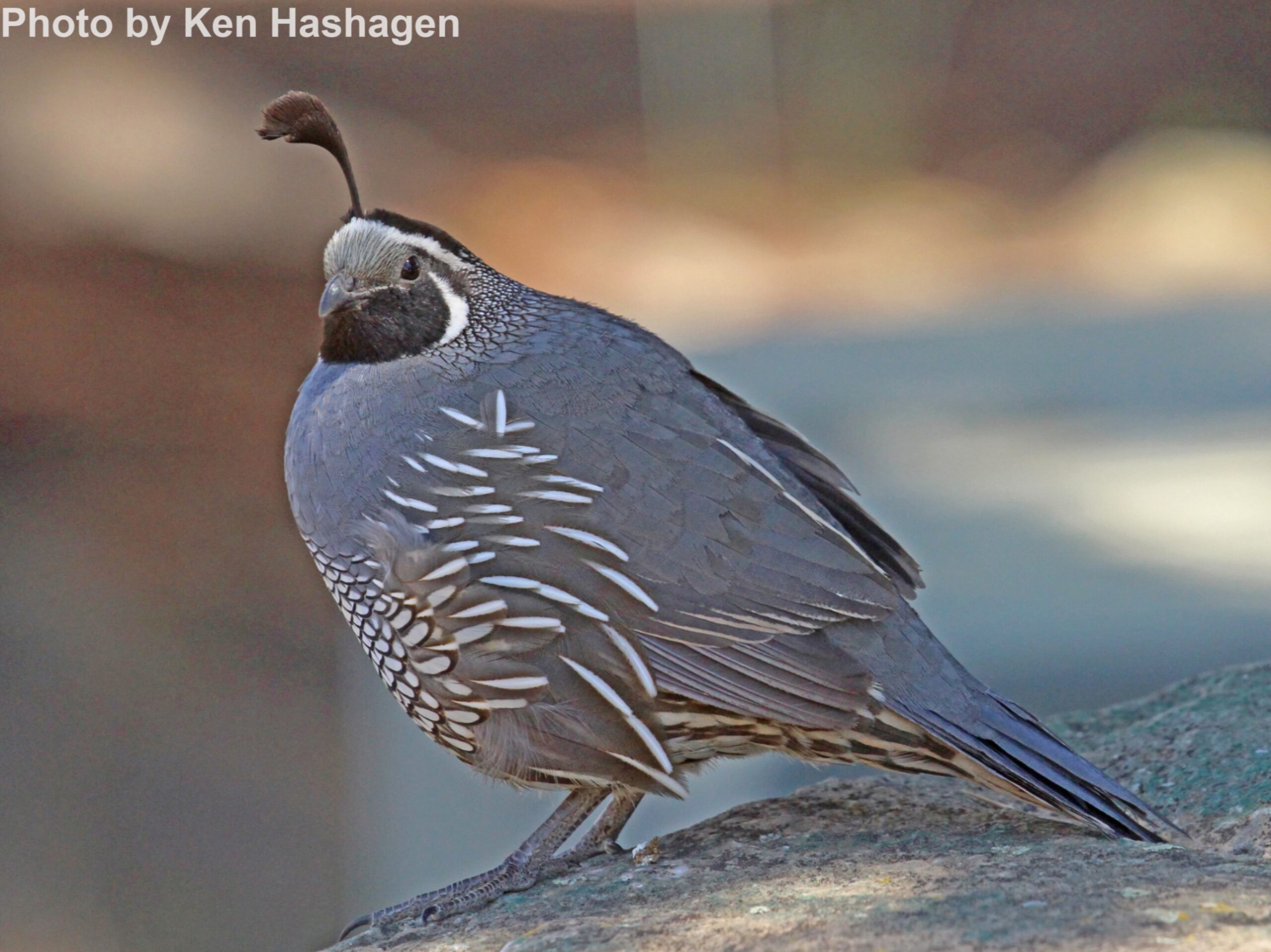 California Quail East Cascades Audubon Society