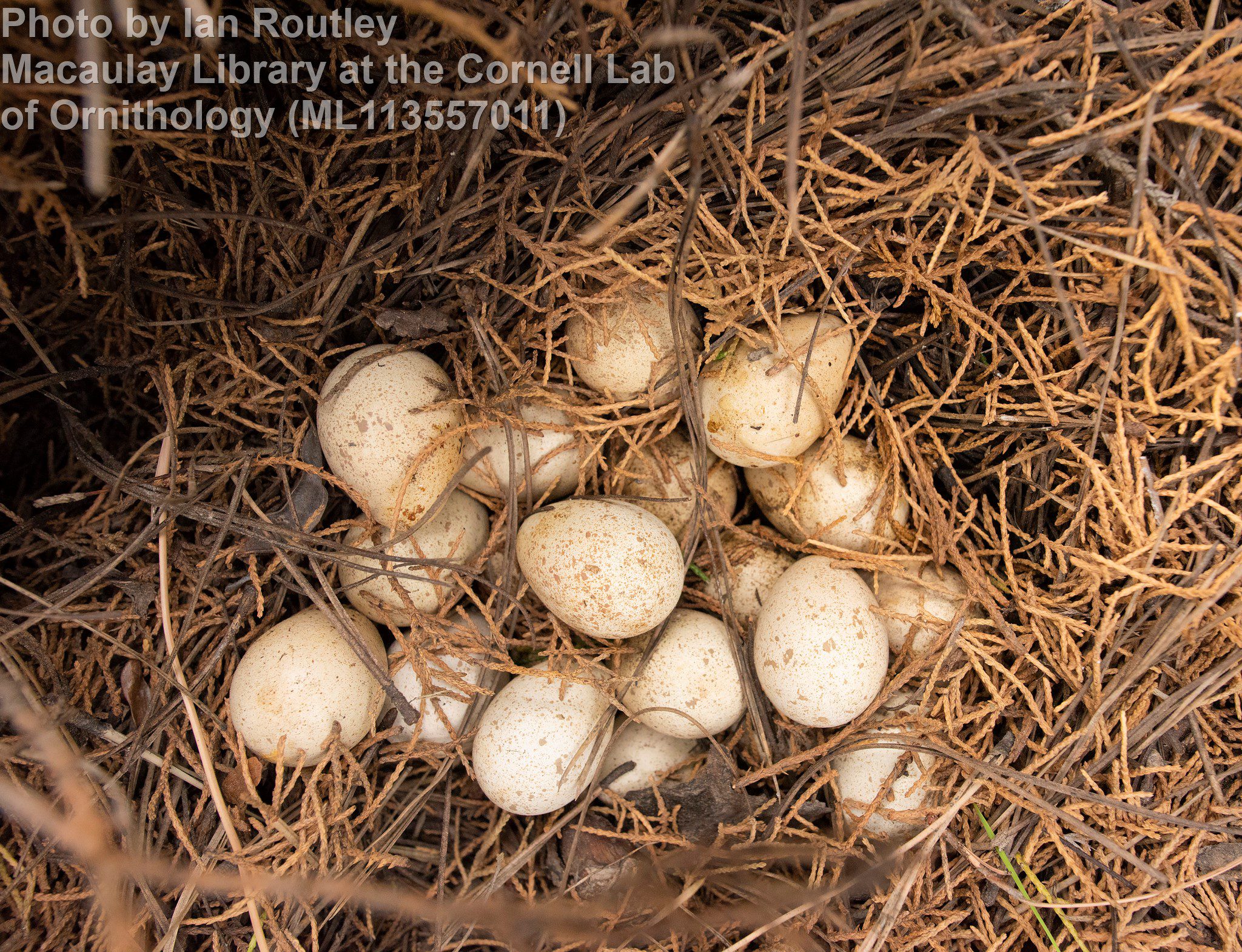 Chukar - East Cascades Audubon Society