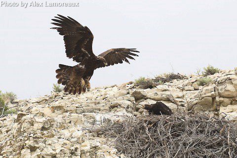 Golden Eagle - East Cascades Audubon Society