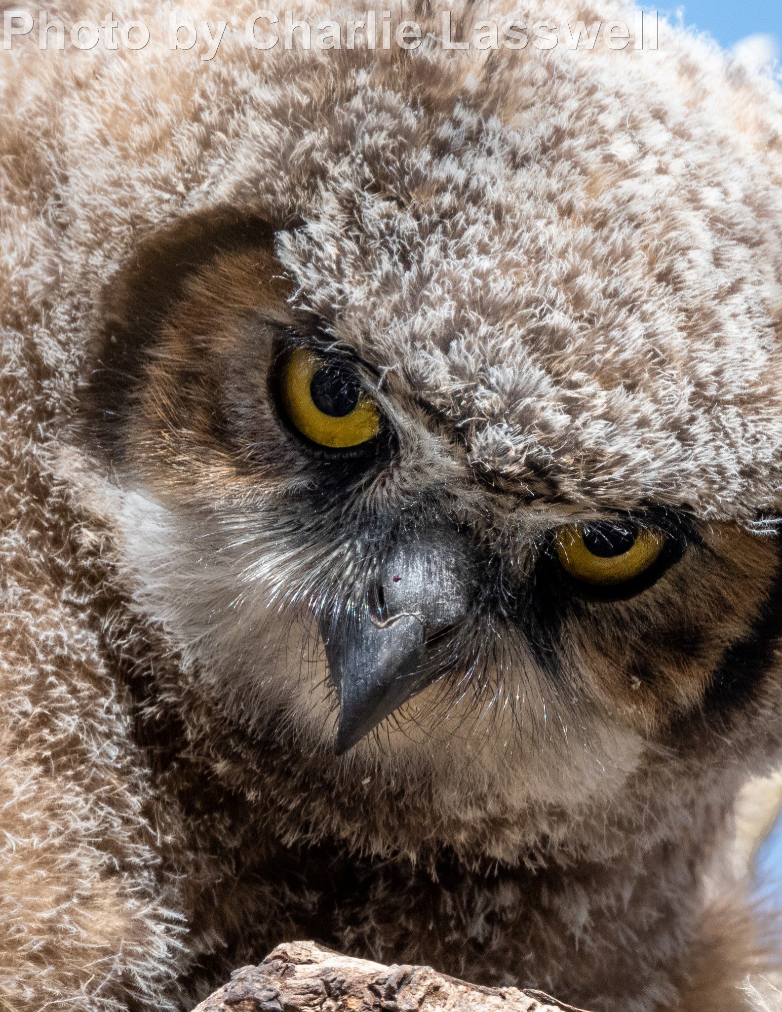 Great Horned Owl - East Cascades Audubon Society