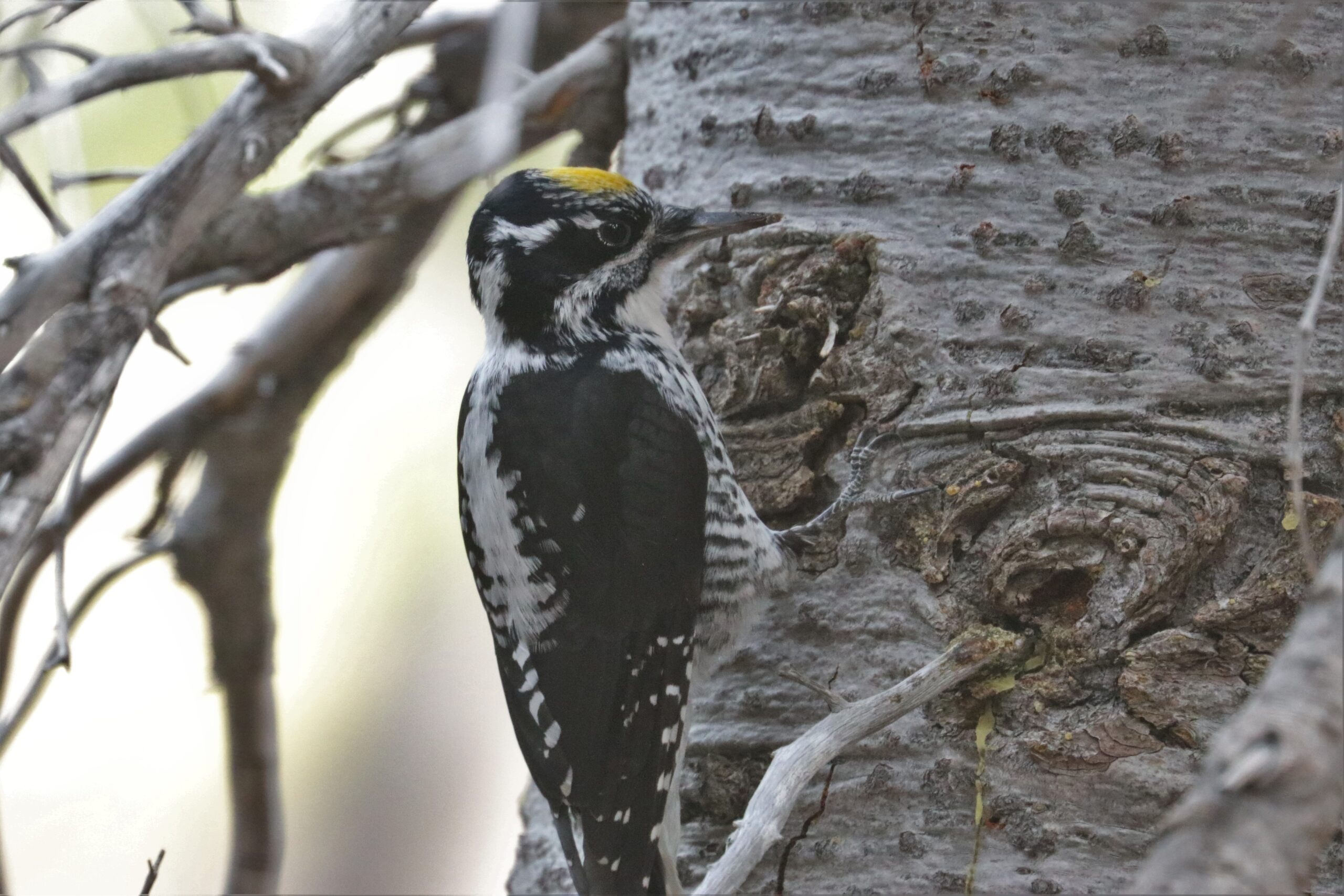 American Three-toed Woodpecker