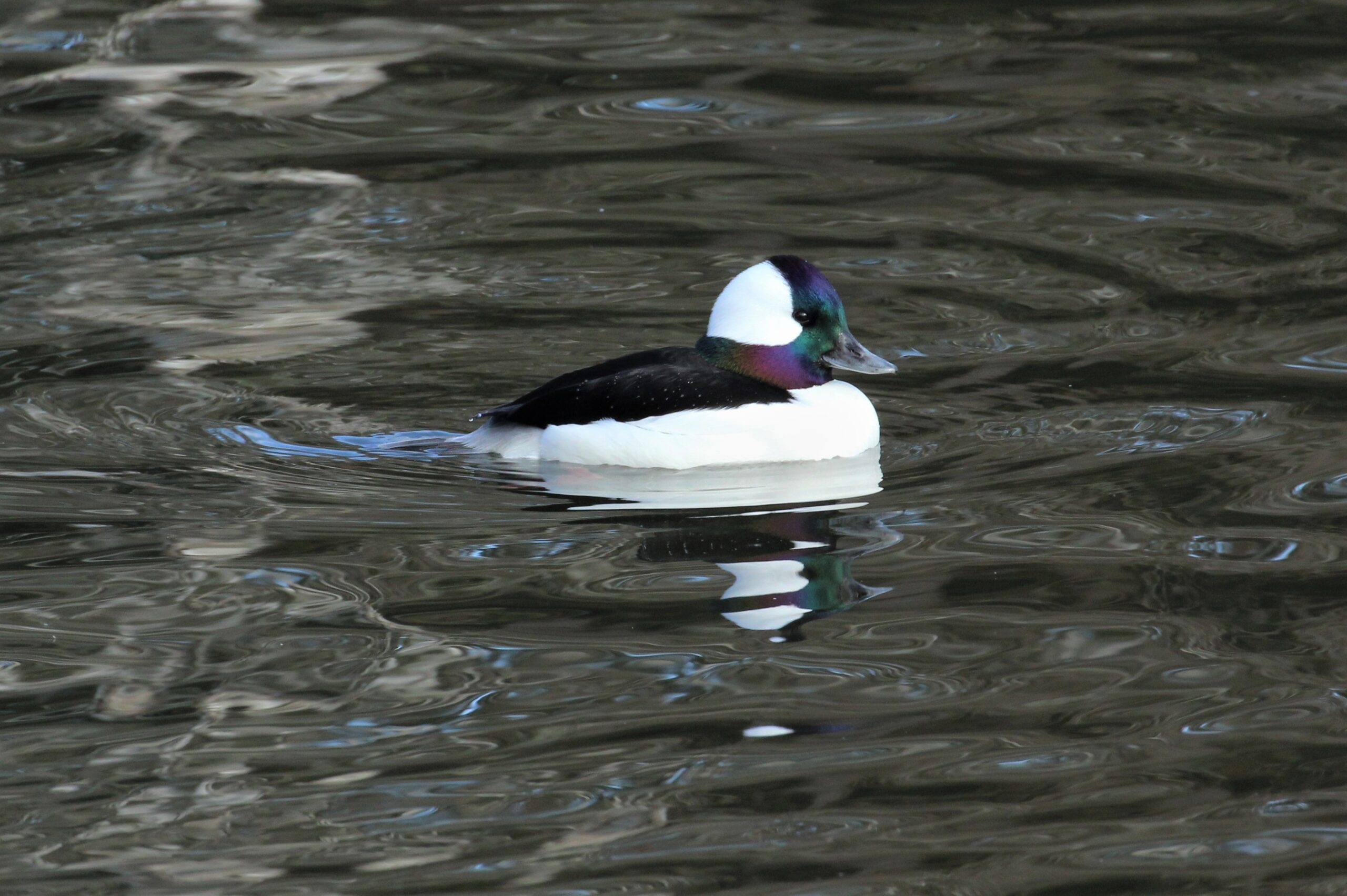 Bufflehead