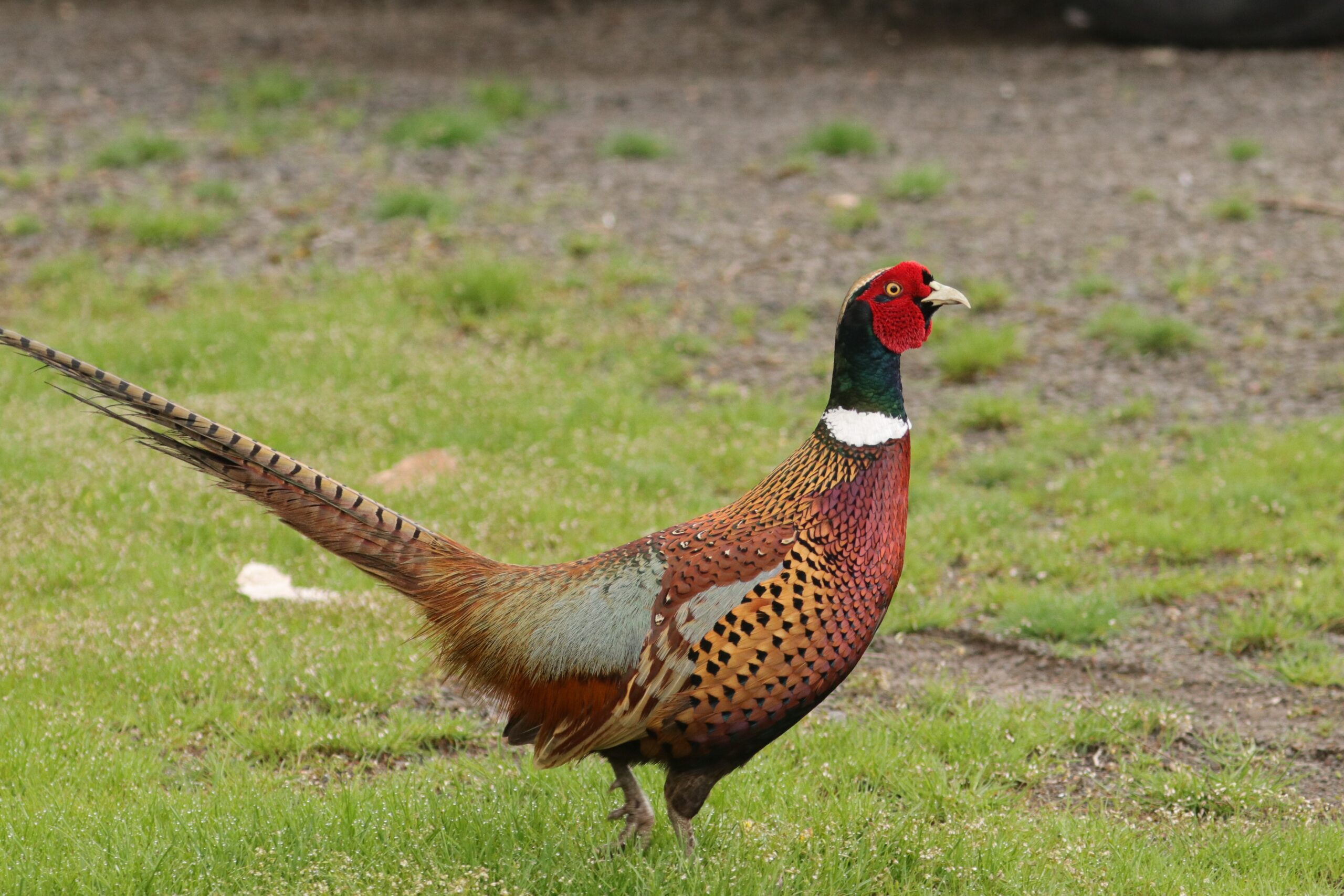 The Magnificent Ring-Neck Pheasant - Poronui Hunting