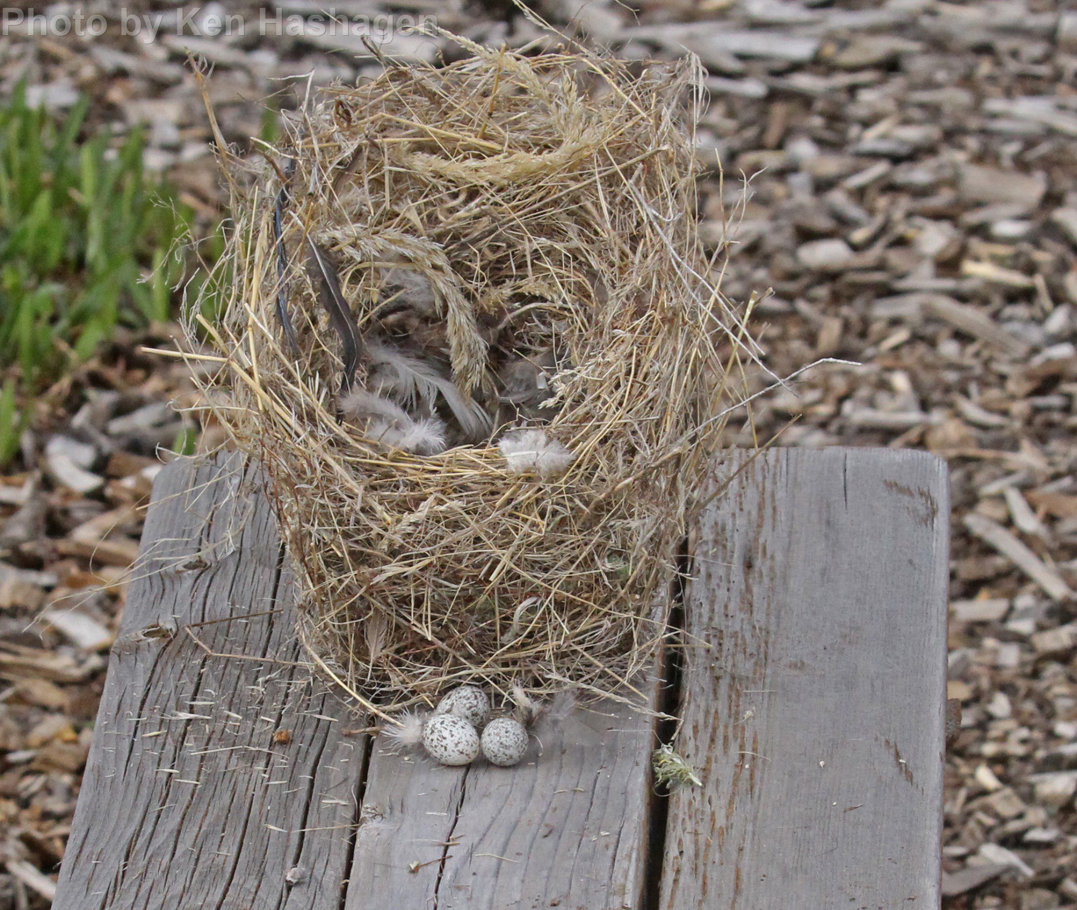 House Sparrow East Cascades Audubon Society House Sparrow East Cascades Audubon Society