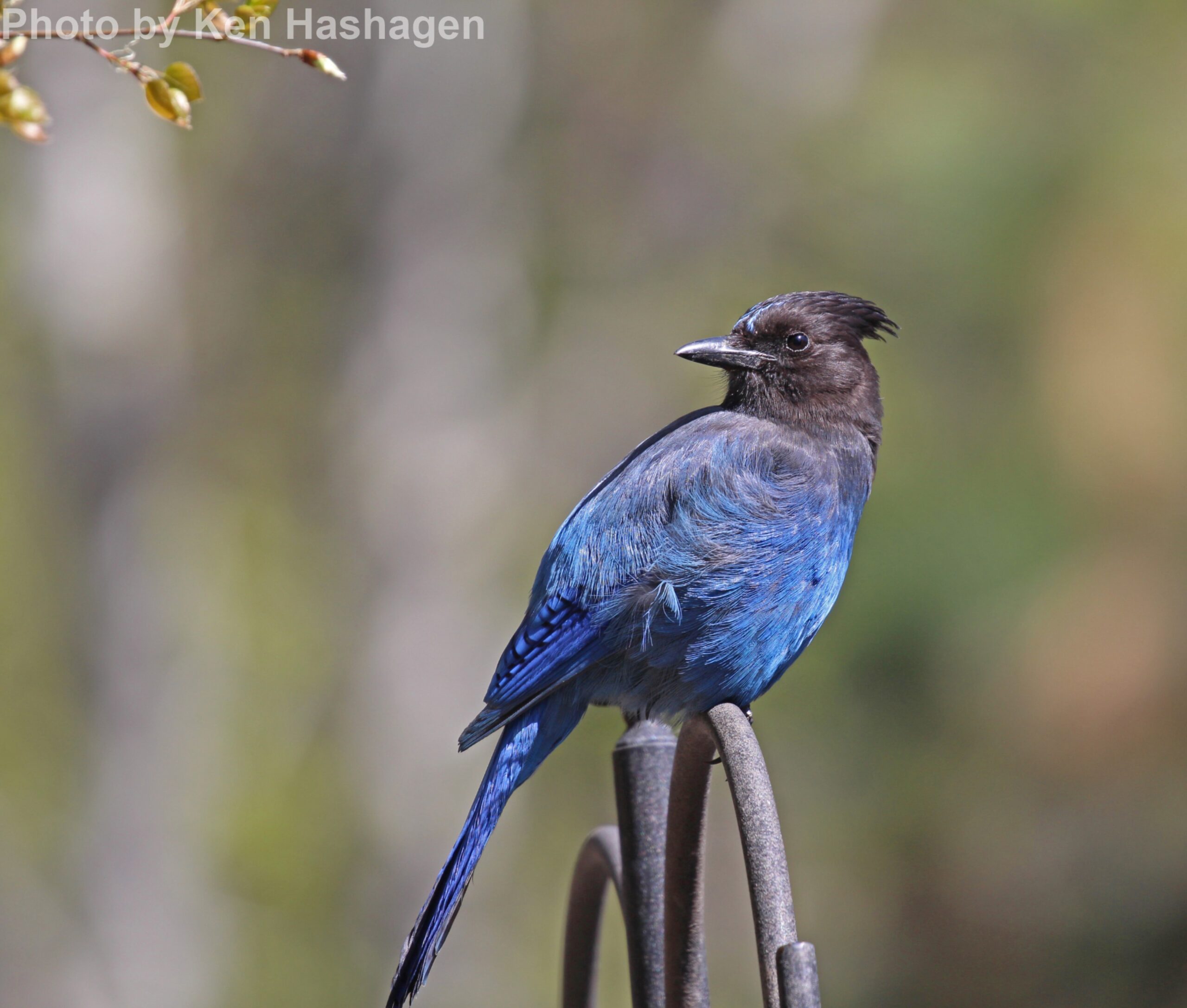 Steller's Jay - East Cascades Audubon Society