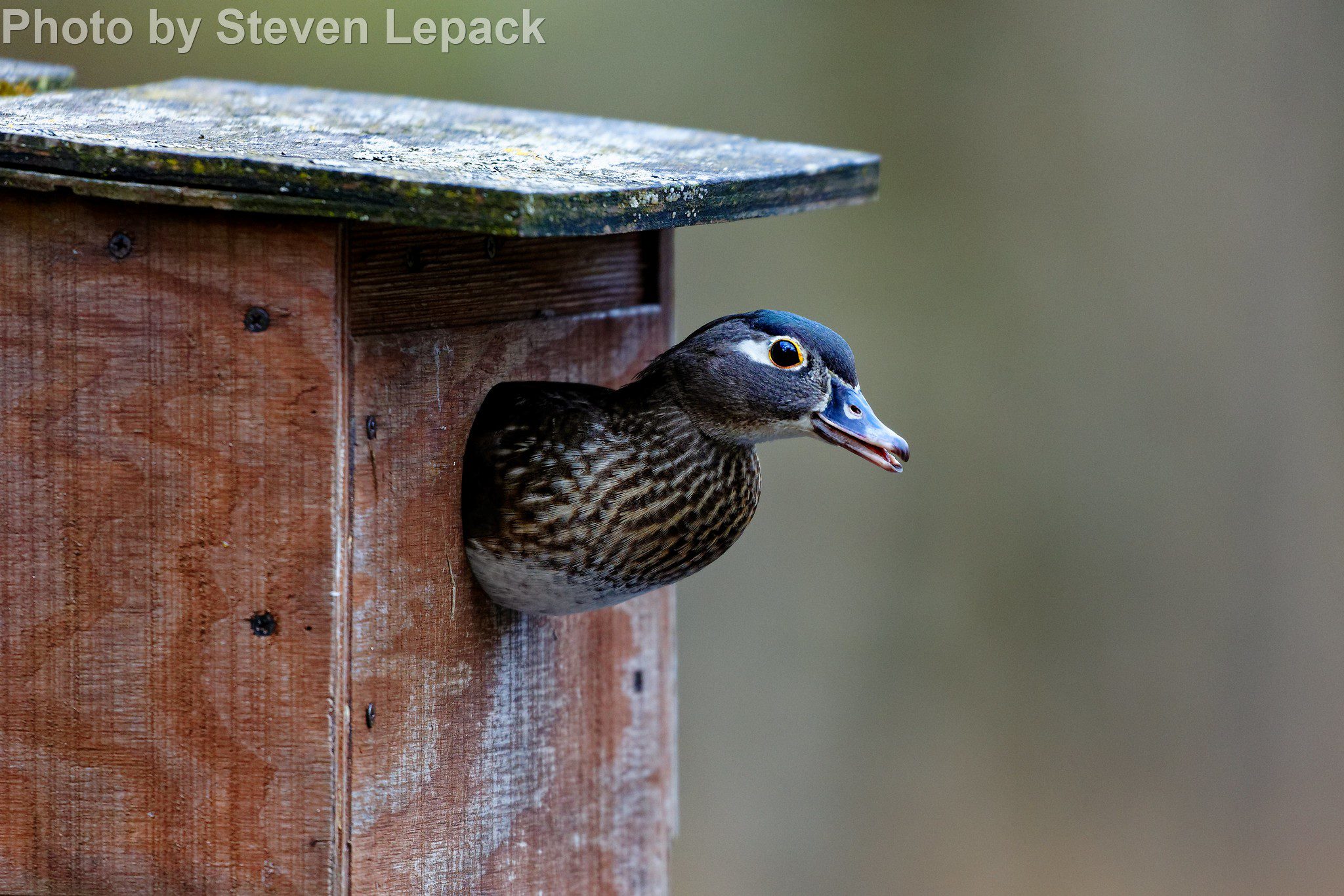 Wood Duck East Cascades Audubon Society