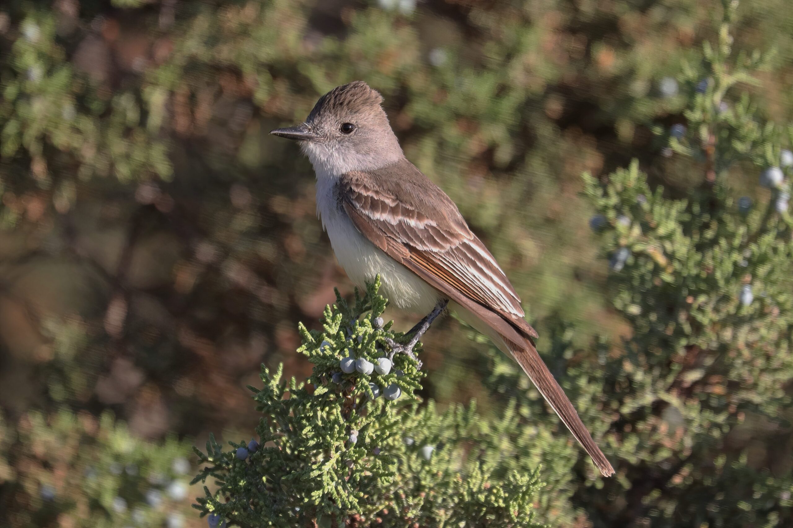 Ash-throated Flycatcher