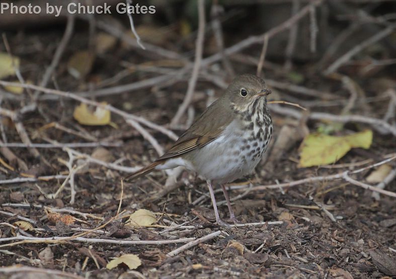 Hermit Thrush East Cascades Audubon Society