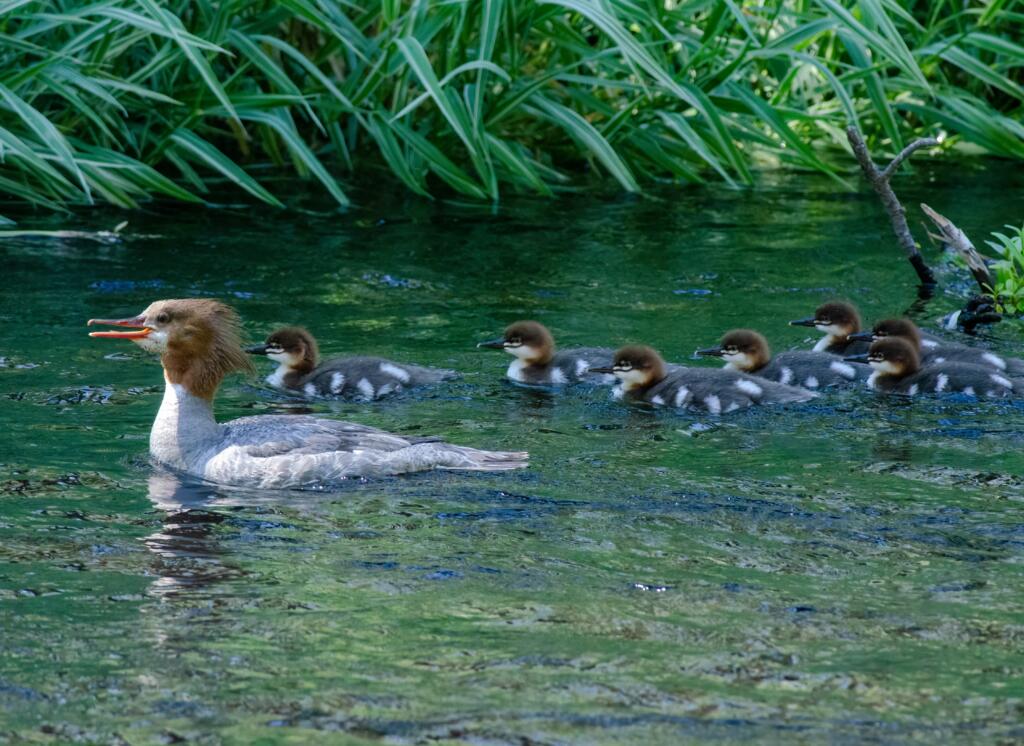 Common Merganser by Tom Crabtree