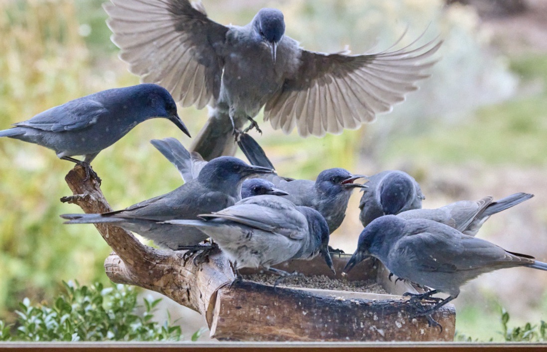 Pinyon Jays (Abbott Schindler)