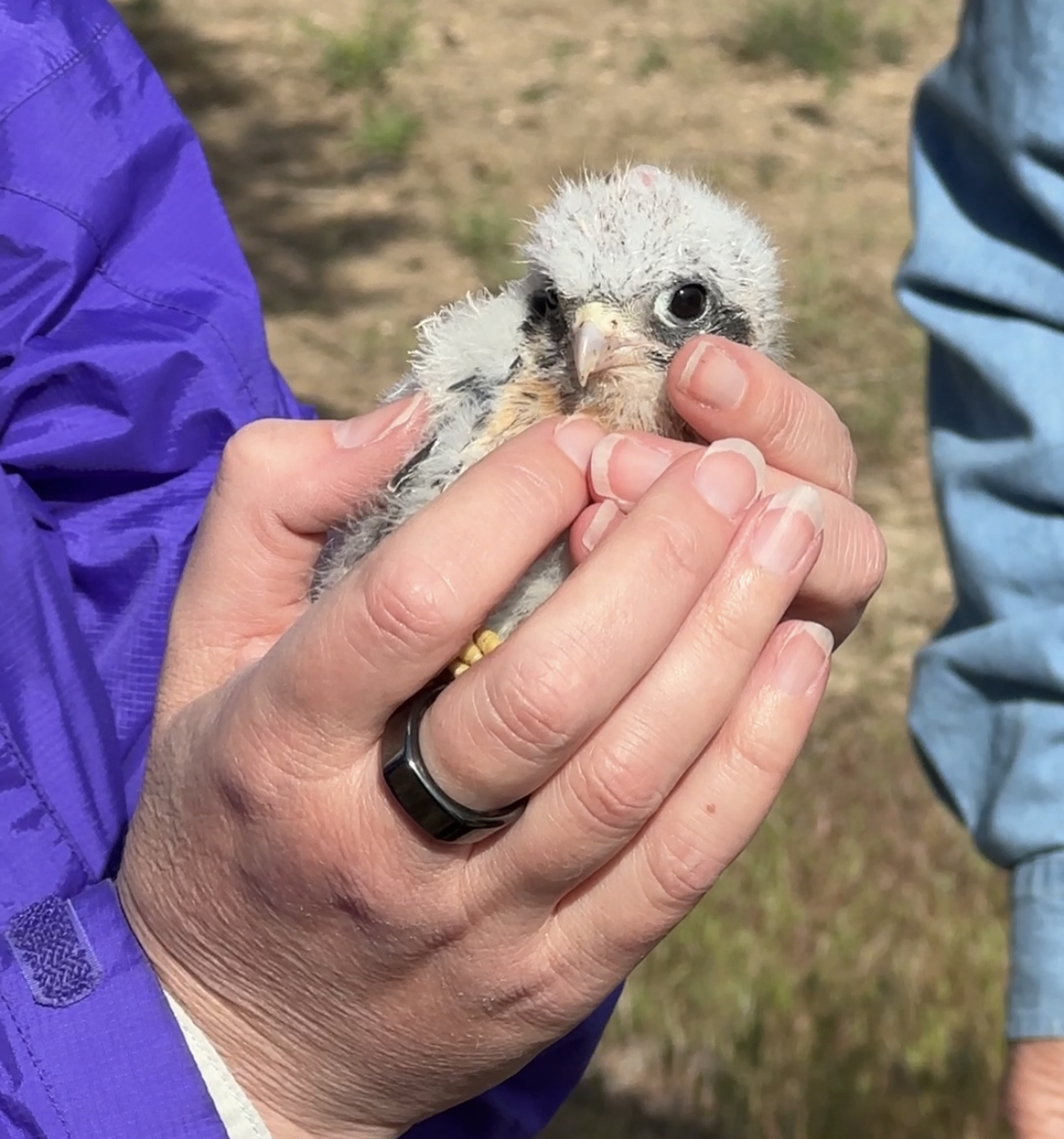 ecba-think-wild-find-foster-parents-for-kestrel-chicks-east